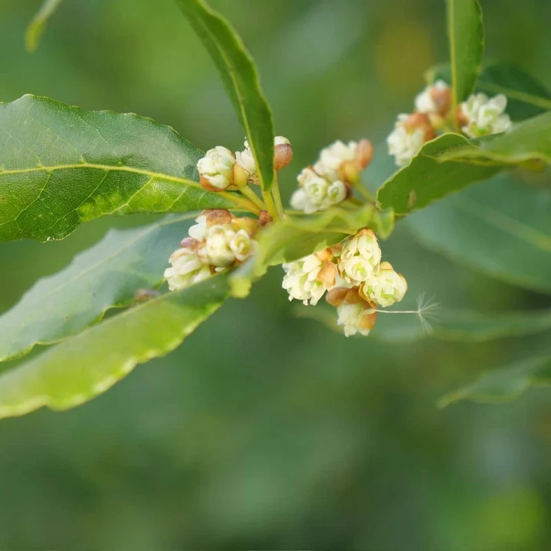 Laurier-sauce — jeune plant