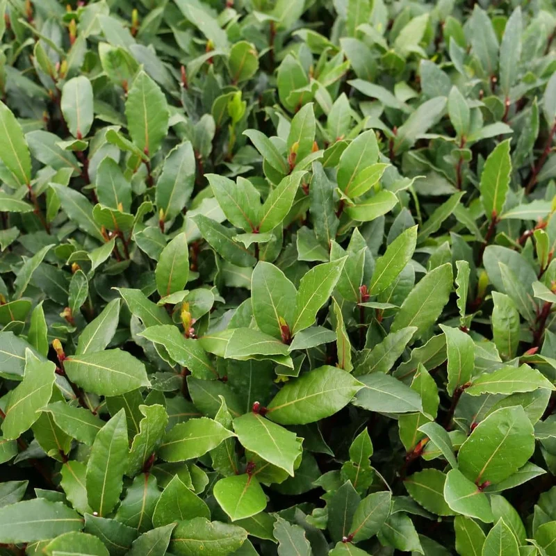 Laurier-sauce — jeune plant
