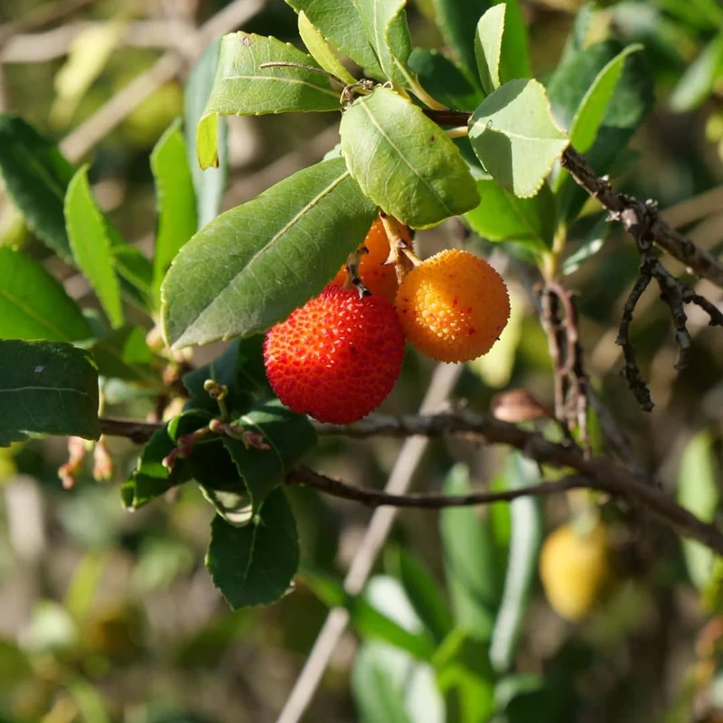 Arbousier — Jeune plant