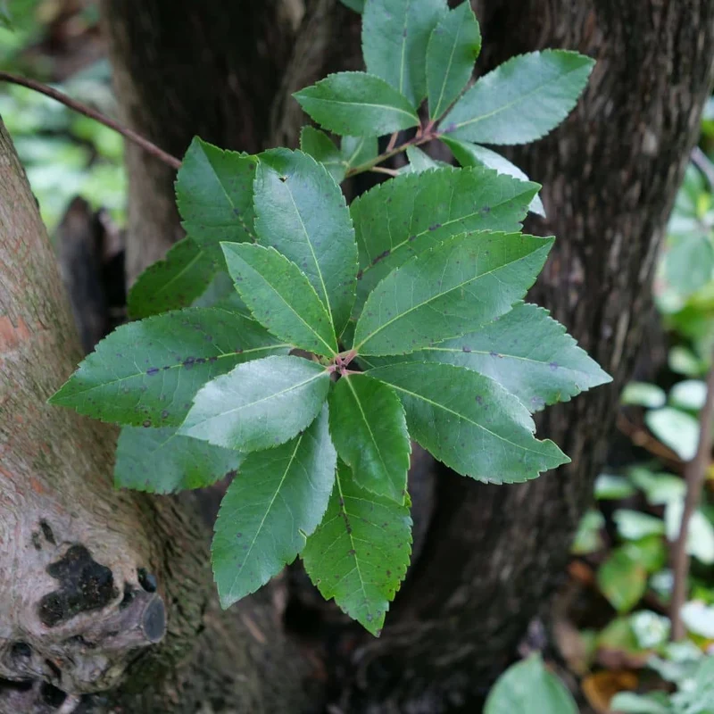 Arbousier — Jeune plant