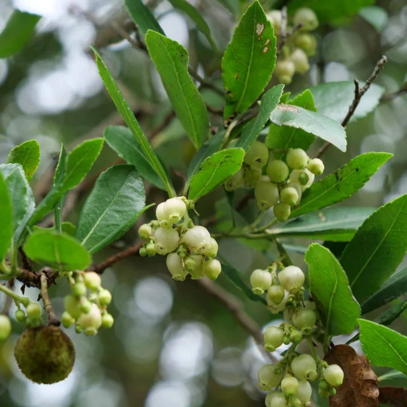 Arbousier — Jeune plant