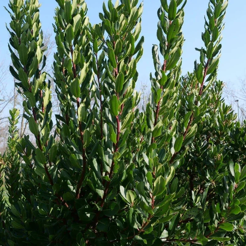 Arbousier — Jeune plant