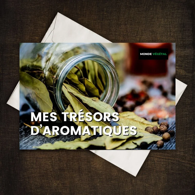 Grainebox — Mes Trésors d’Aromatiques