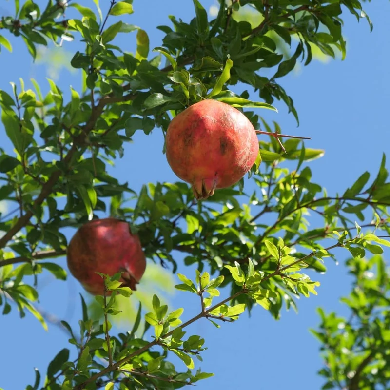 Grenadier à fruits — Plant