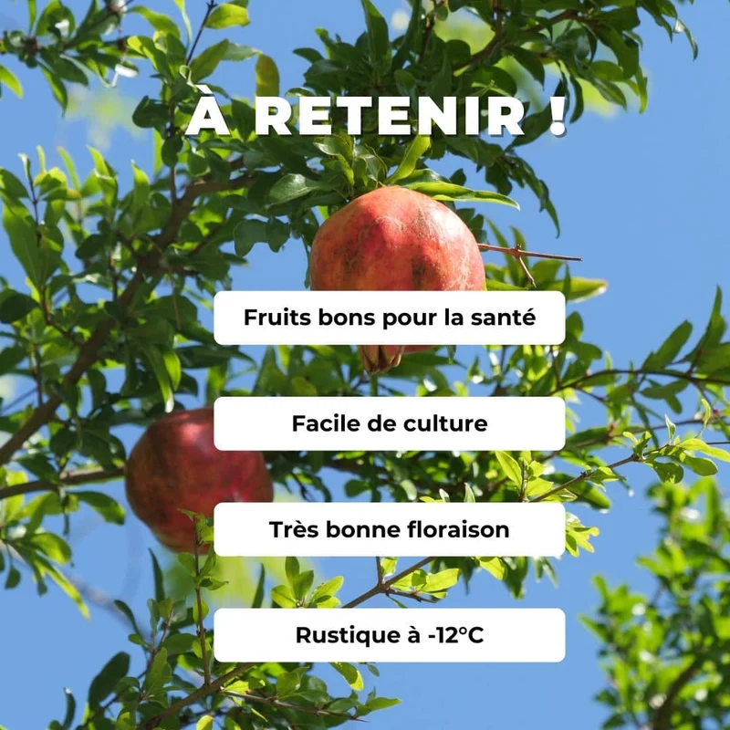 Grenadier à fruits — Plant