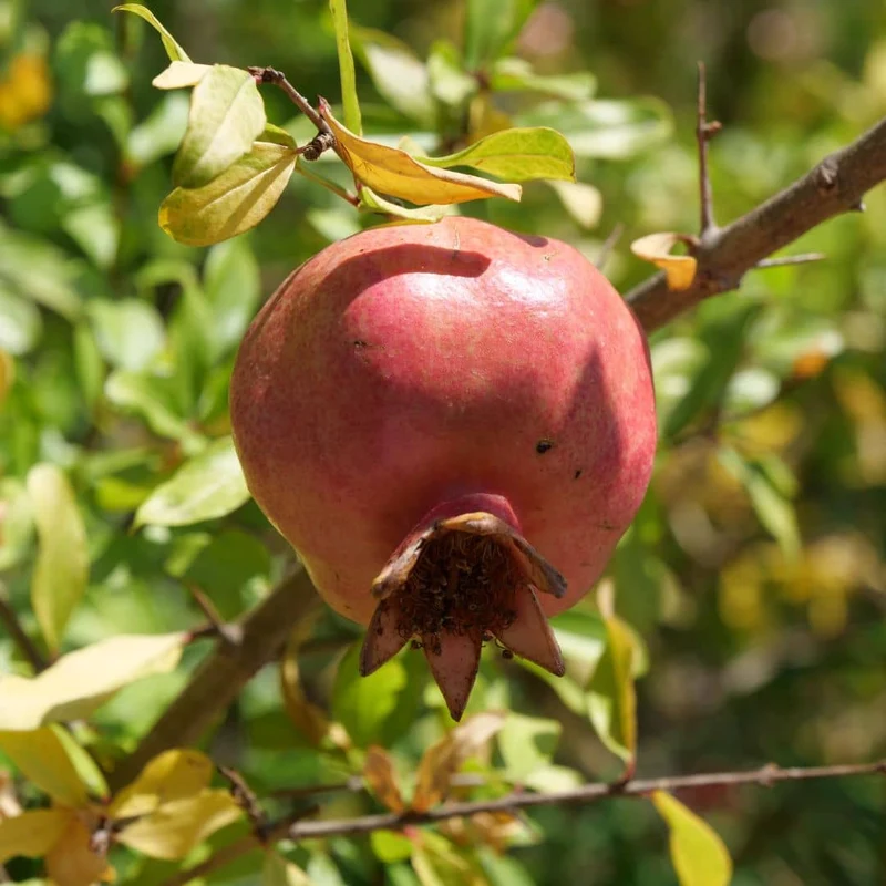 Grenadier à fruits — Plant