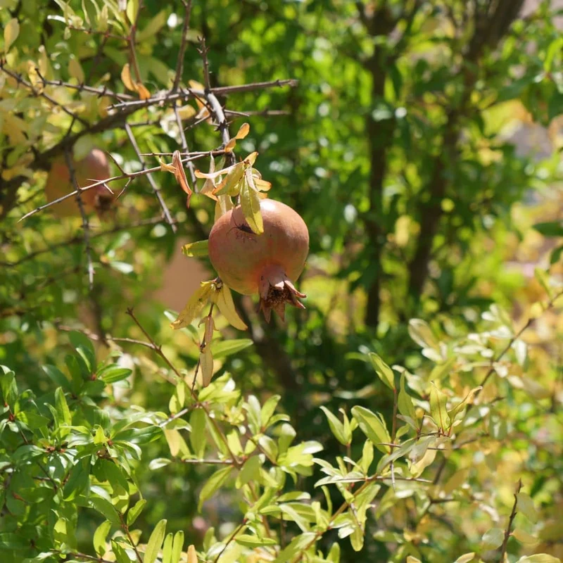 Grenadier à fruits — Plant