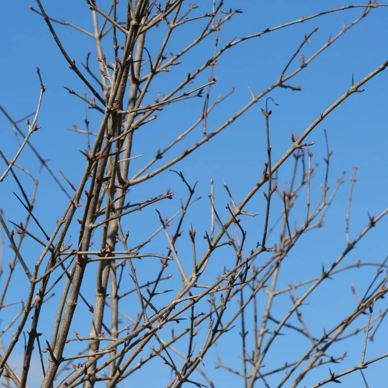 Grenadier à fruits — Plant