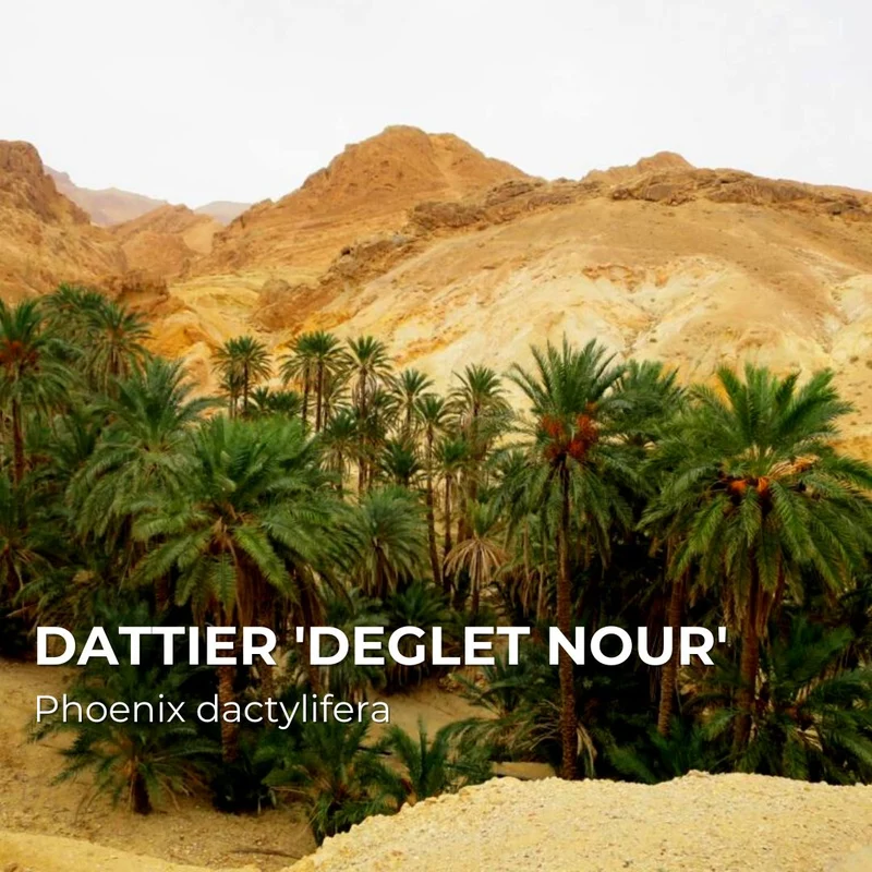 Dattier Deglet Nour — Baby plant