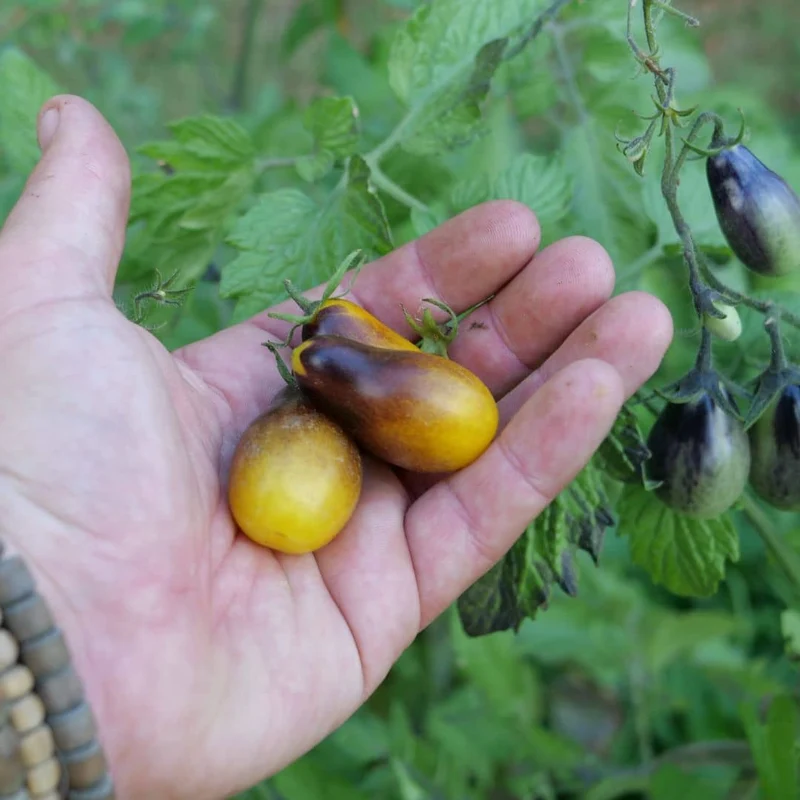 Tomate Indigo Pear Drops — Graines