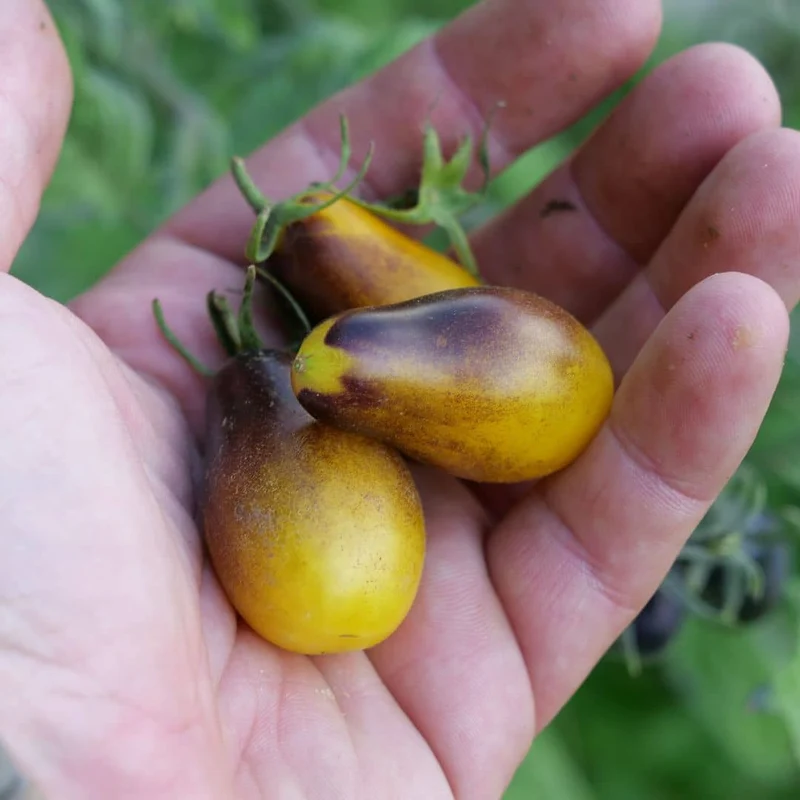 Tomate Indigo Pear Drops — Graines