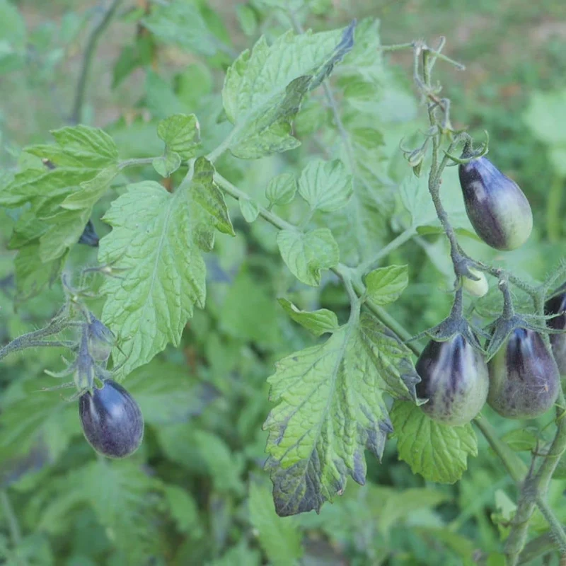 Tomate Indigo Pear Drops — Graines