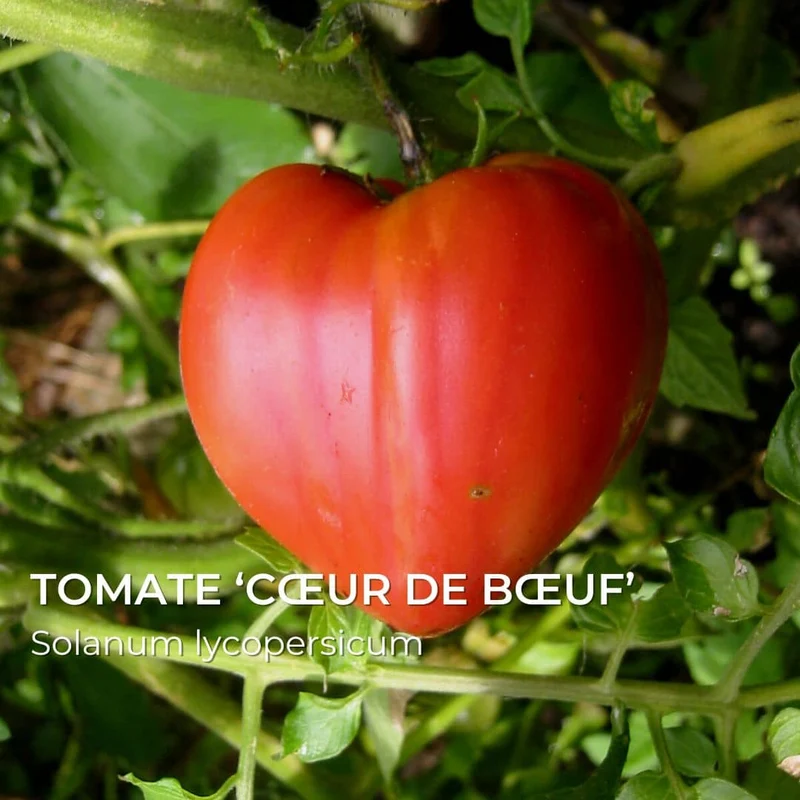 Tomate Cœur de Bœuf — Graines