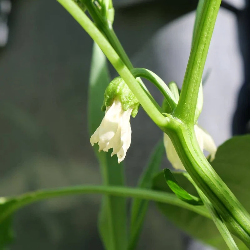 Piment Habanero Chocolat — Graines