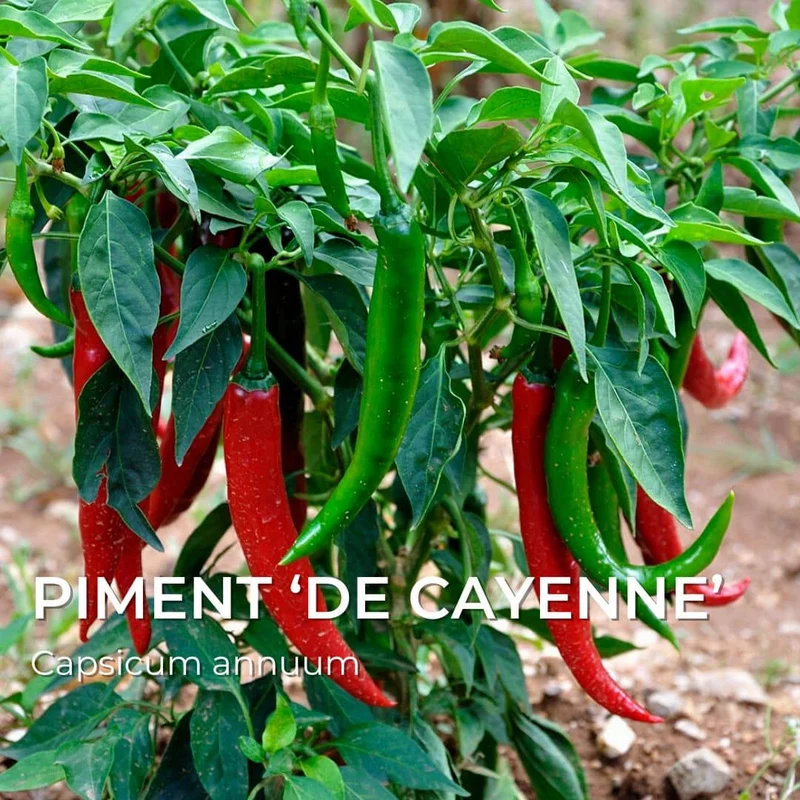 Piment de Cayenne — Graines