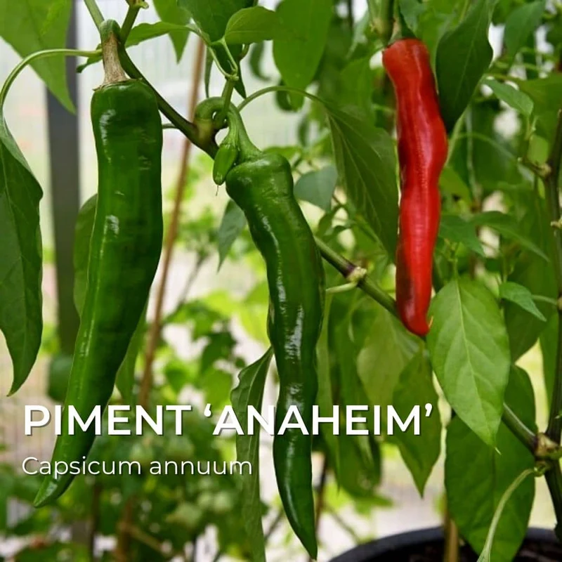 Piment Anaheim — Graines