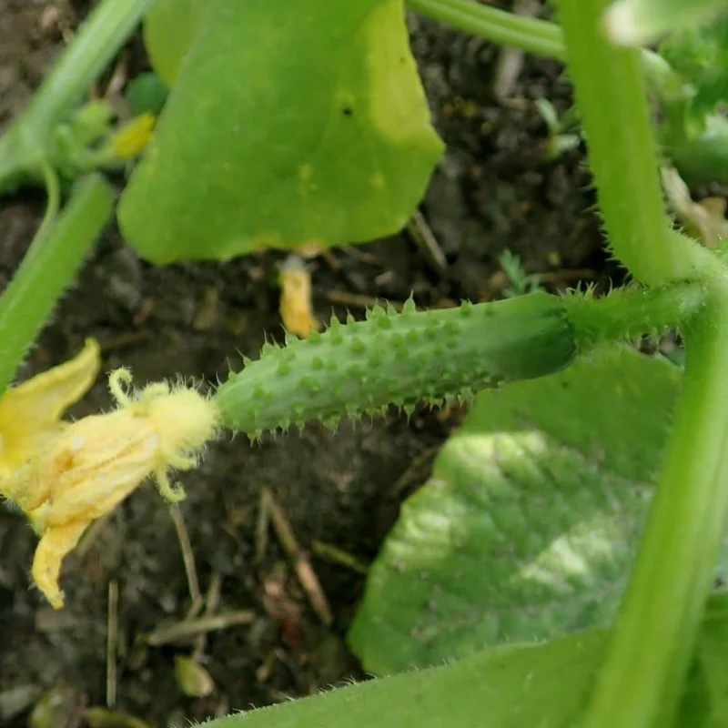 Cornichon Fin de Meaux — Graines