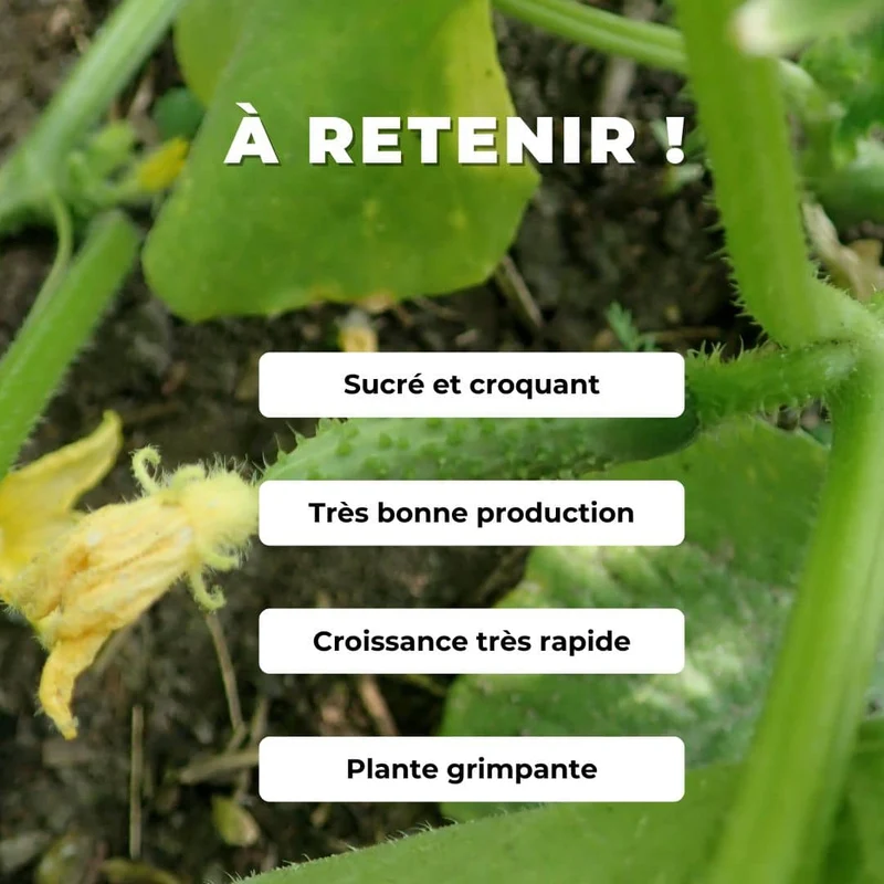 Cornichon Fin de Meaux — Graines