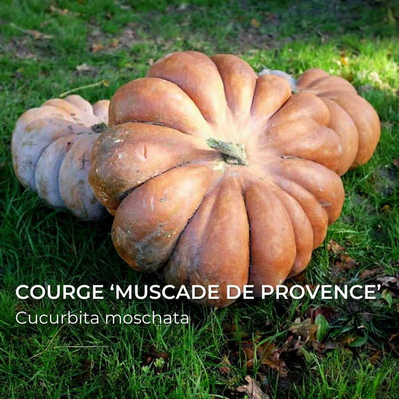 Courge Muscade de Provence — Graines