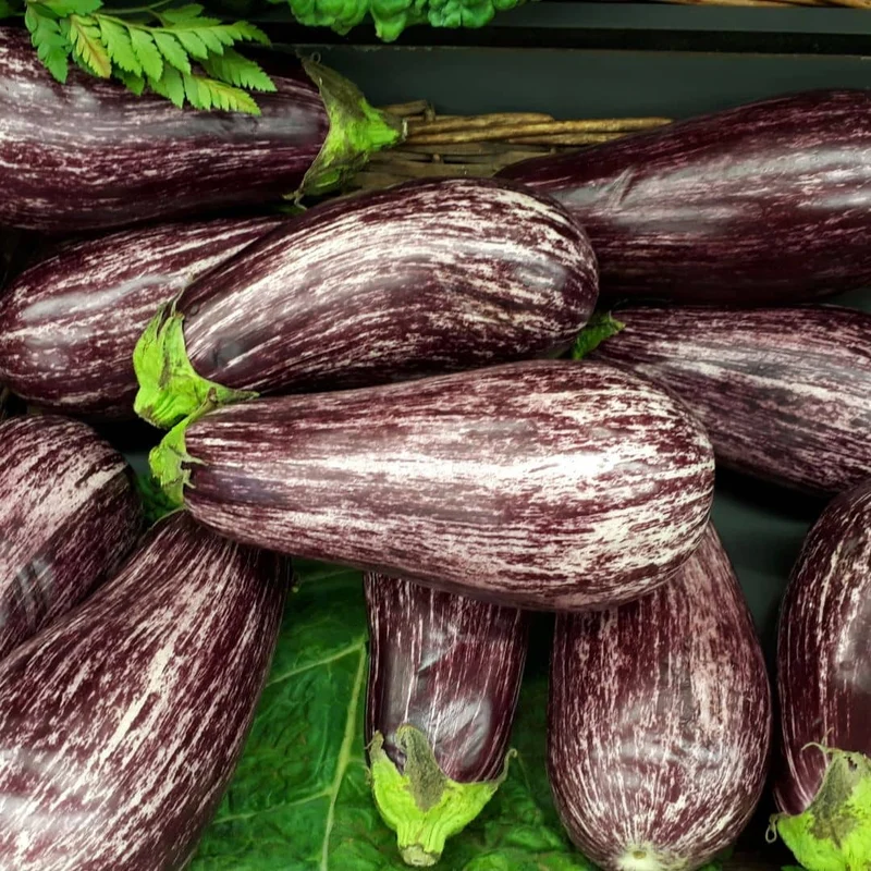 Aubergine Listada de Gandia — Graines