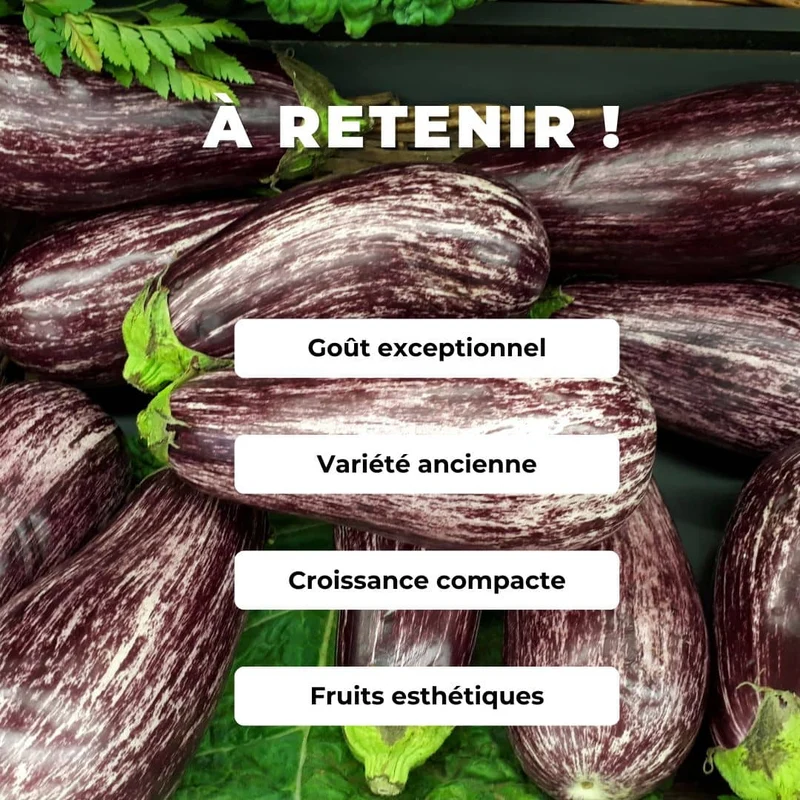 Aubergine Listada de Gandia — Graines