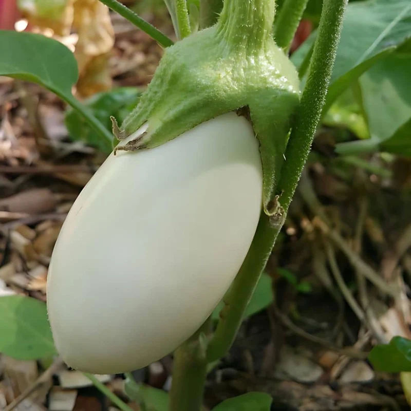 Aubergine White Egg — Graines
