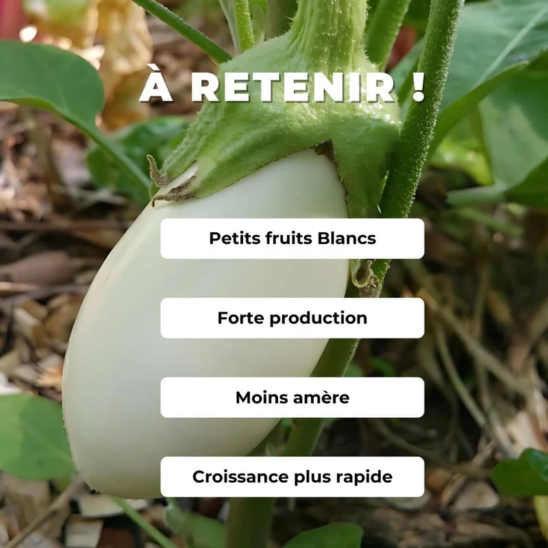 Aubergine White Egg — Graines