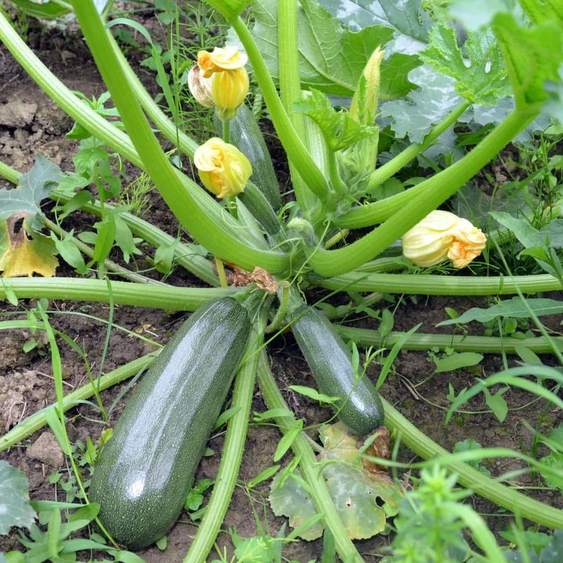 Courgette Black Beauty — Graines