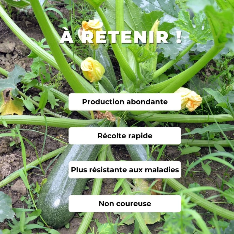 Courgette Black Beauty — Graines