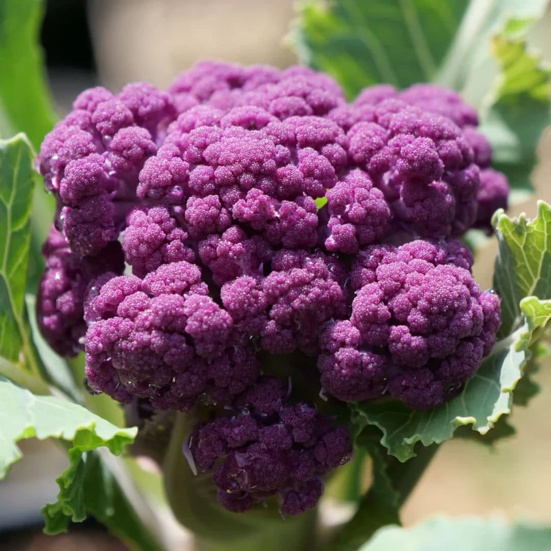 Chou-fleur Violet de Sicile — Graines
