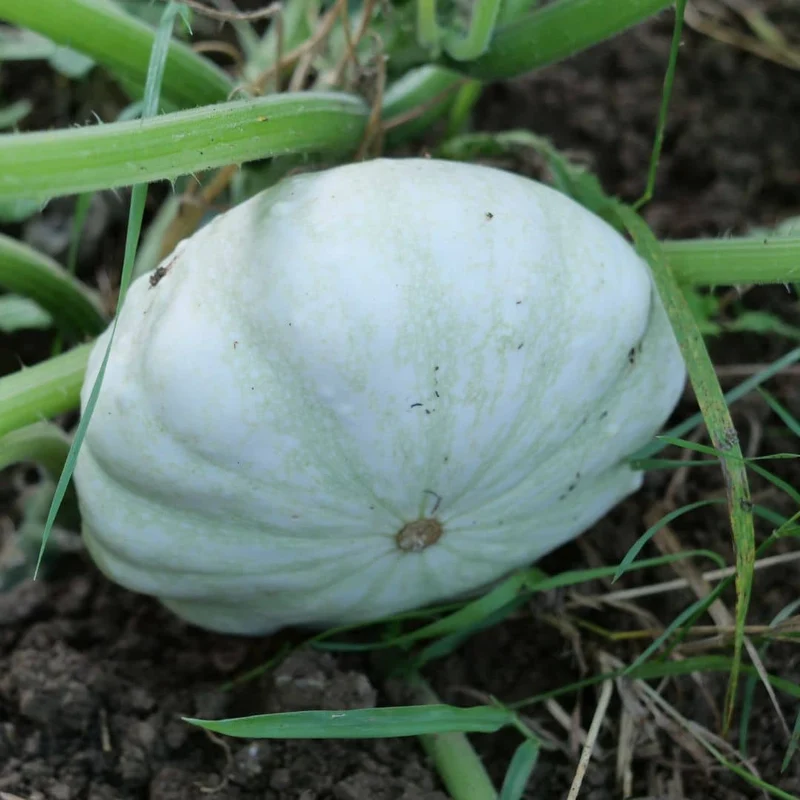 Pâtisson Custard White — Graines