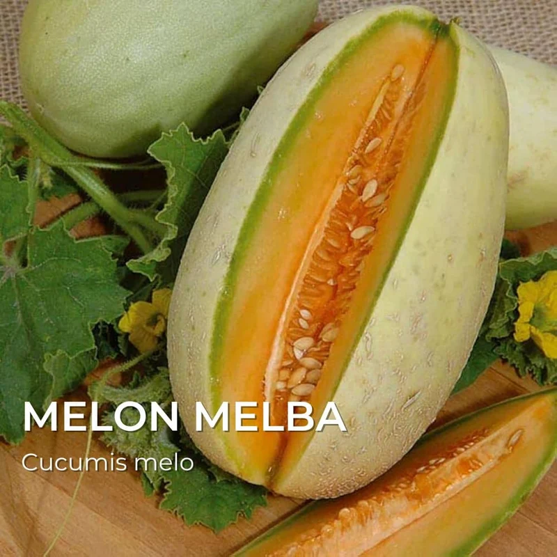 Melon Melba — Graines