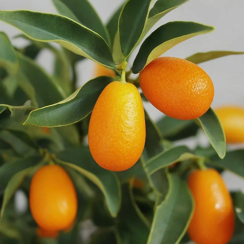 Kumquat — Plant