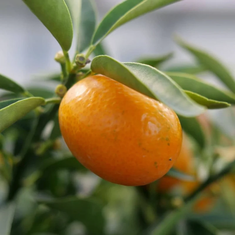 Kumquat — Plant