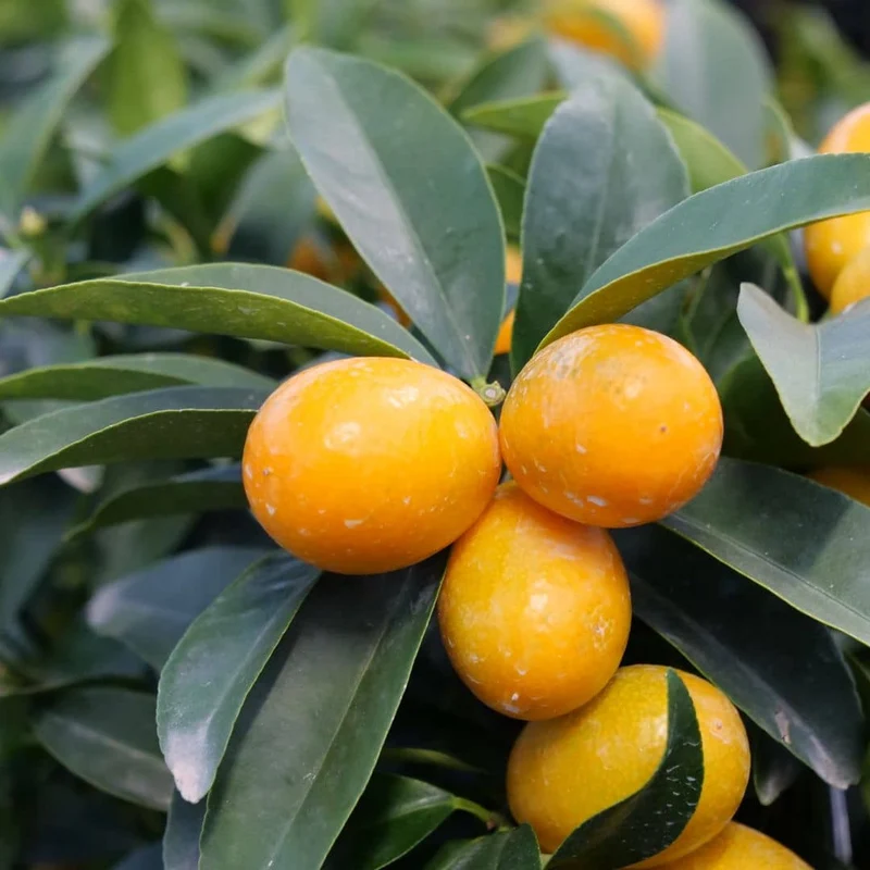 Kumquat — Plant