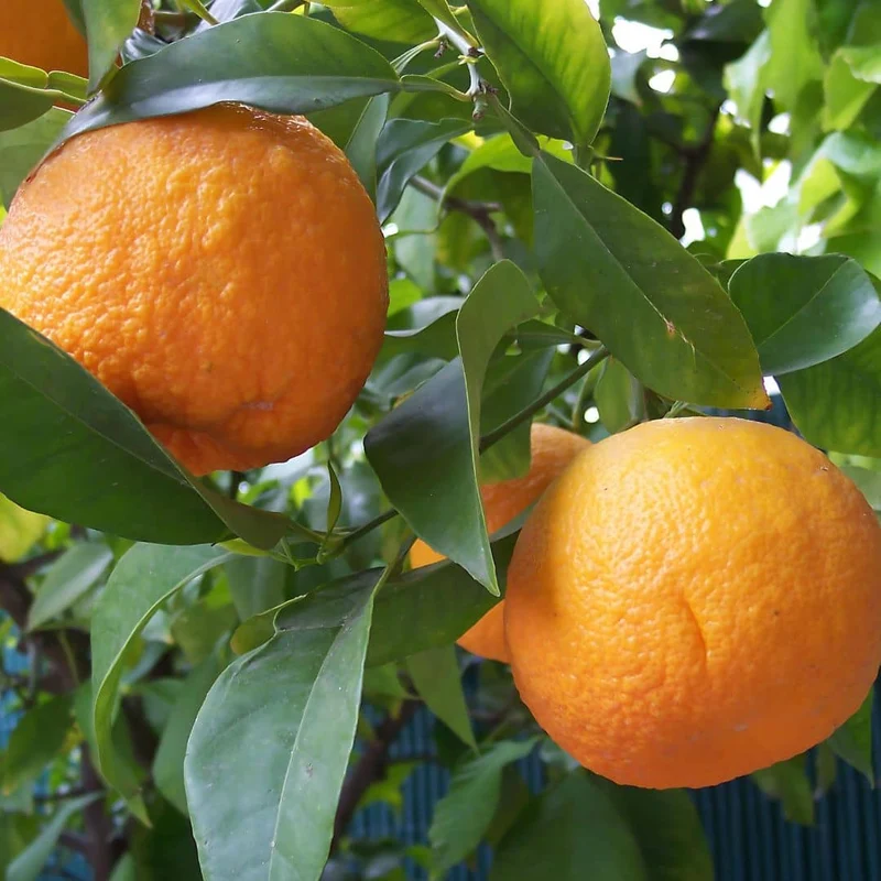 Bigaradier — Jeune plant