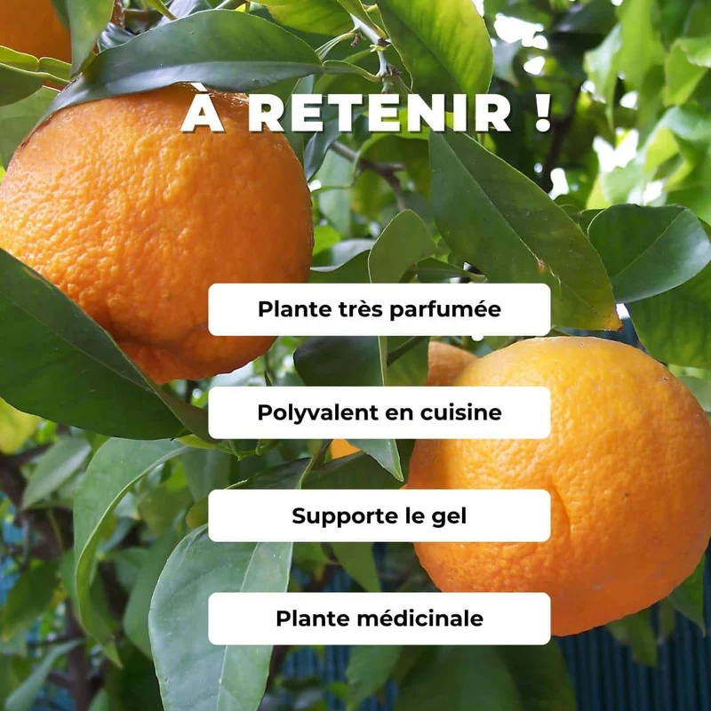 Bigaradier — Jeune plant