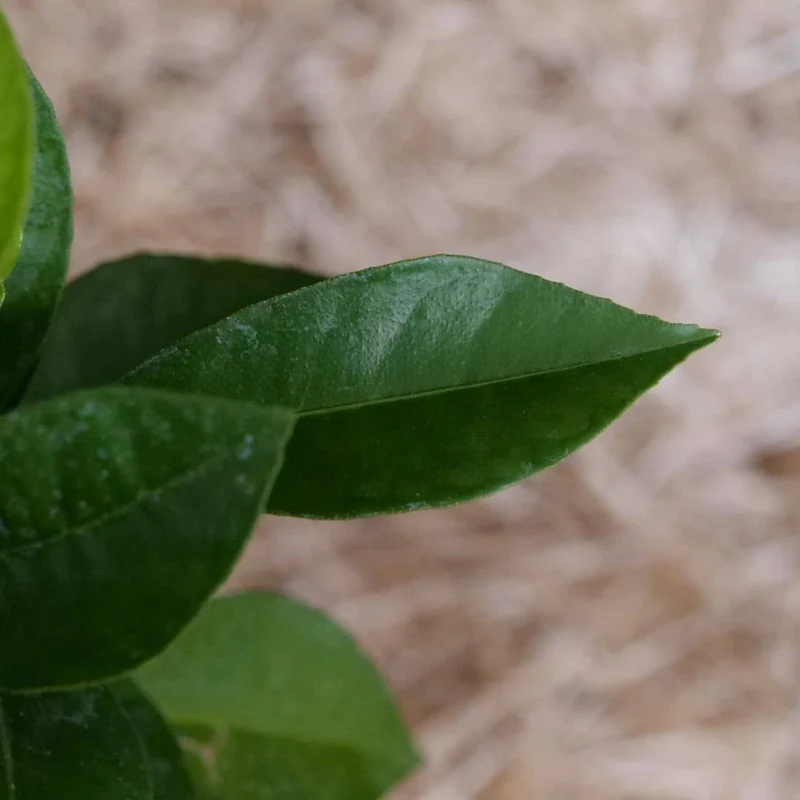 Bigaradier — Jeune plant