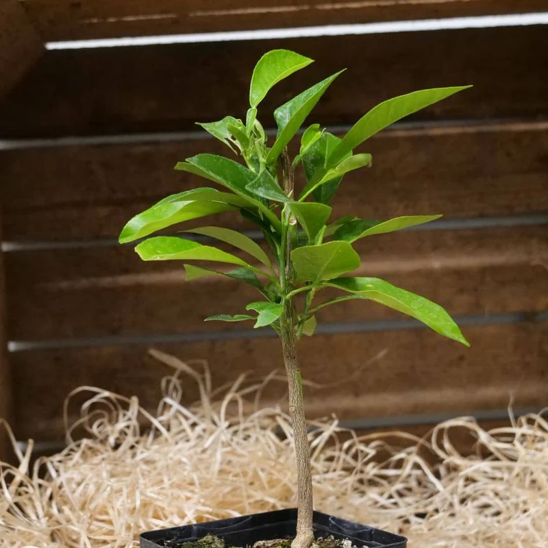 Bigaradier — Jeune plant