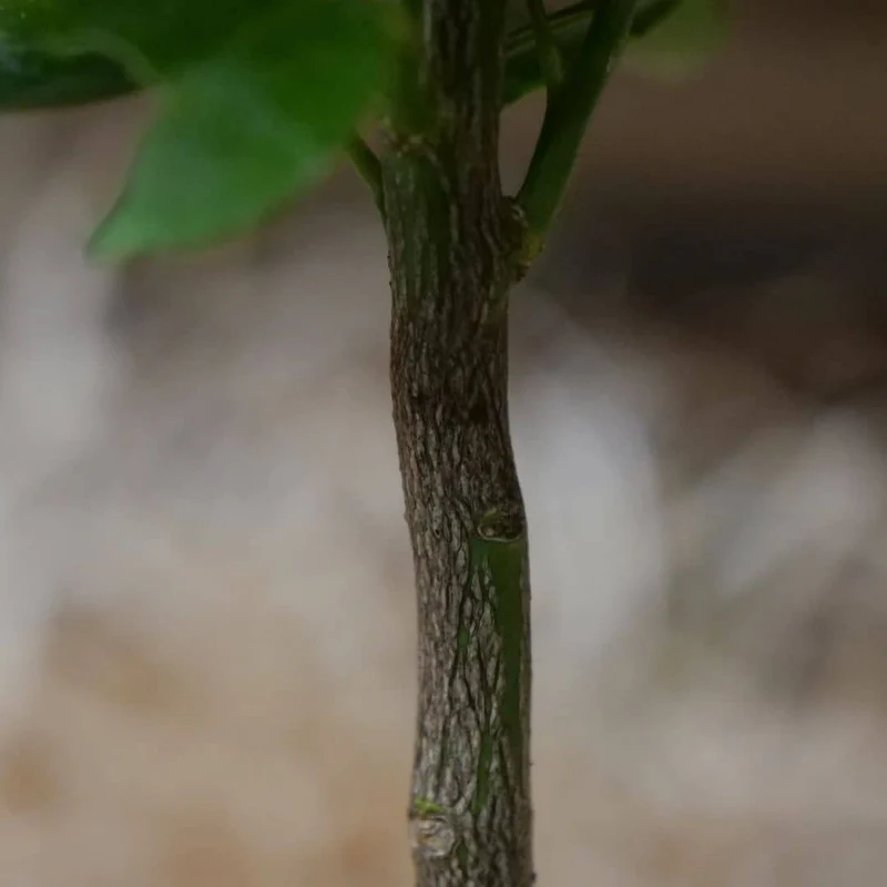 Bigaradier — Jeune plant
