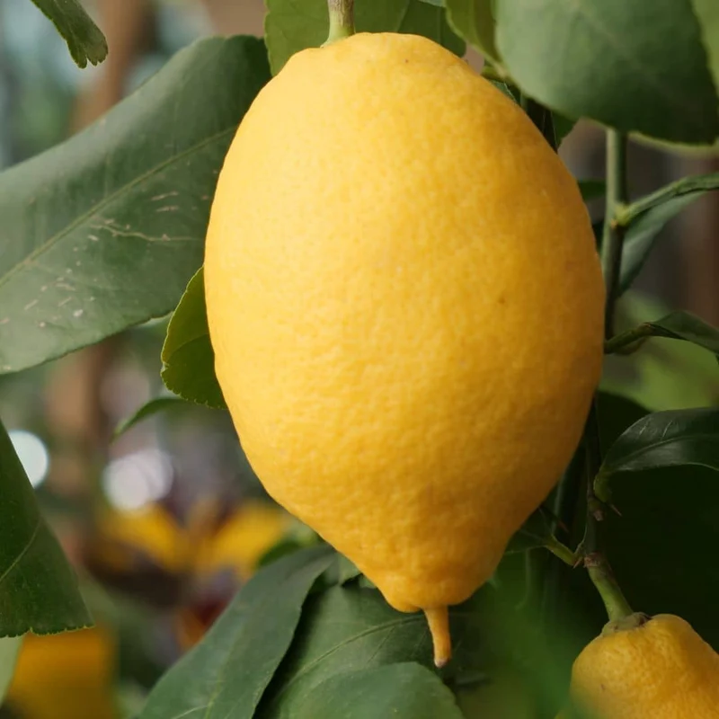 Citronnier — Plant