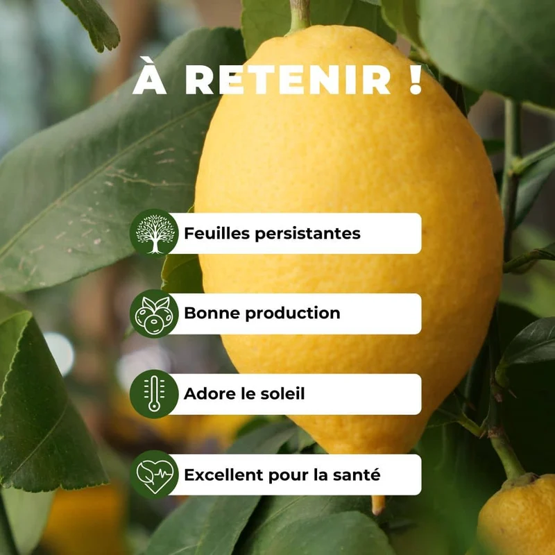 Citronnier — Plant
