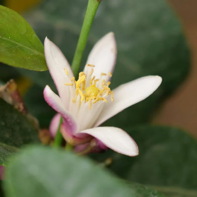 Citronnier — Plant