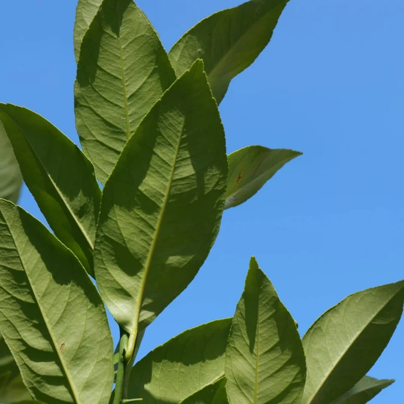 Citronnier — Plant