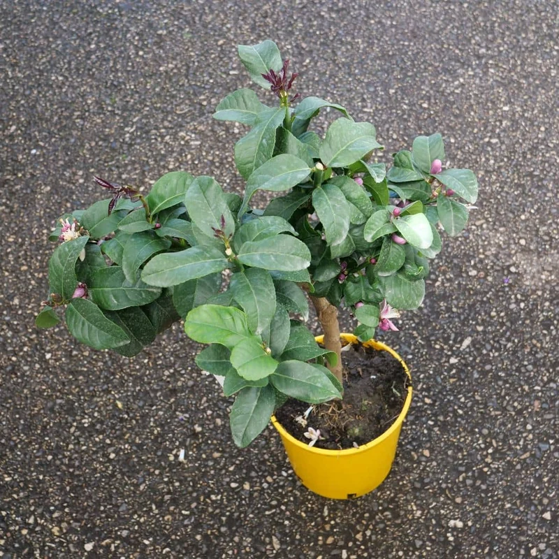Citronnier — Plant