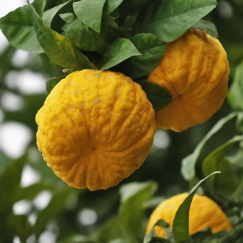 Yuzu — Graines ou plant