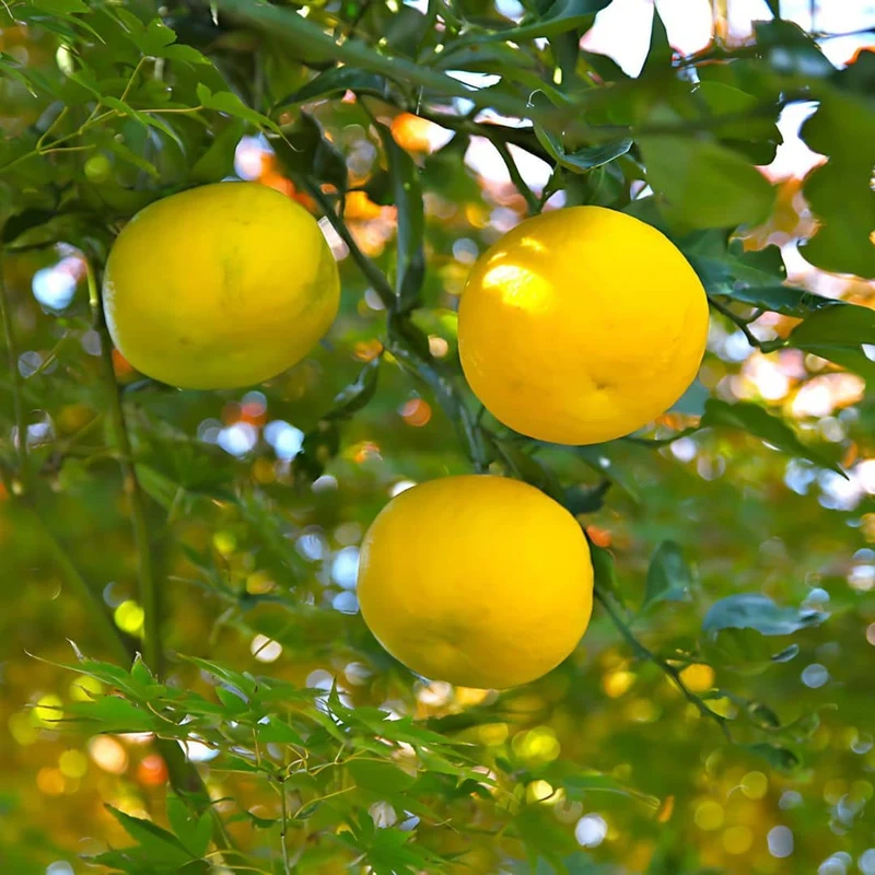 Yuzu — Graines ou plant