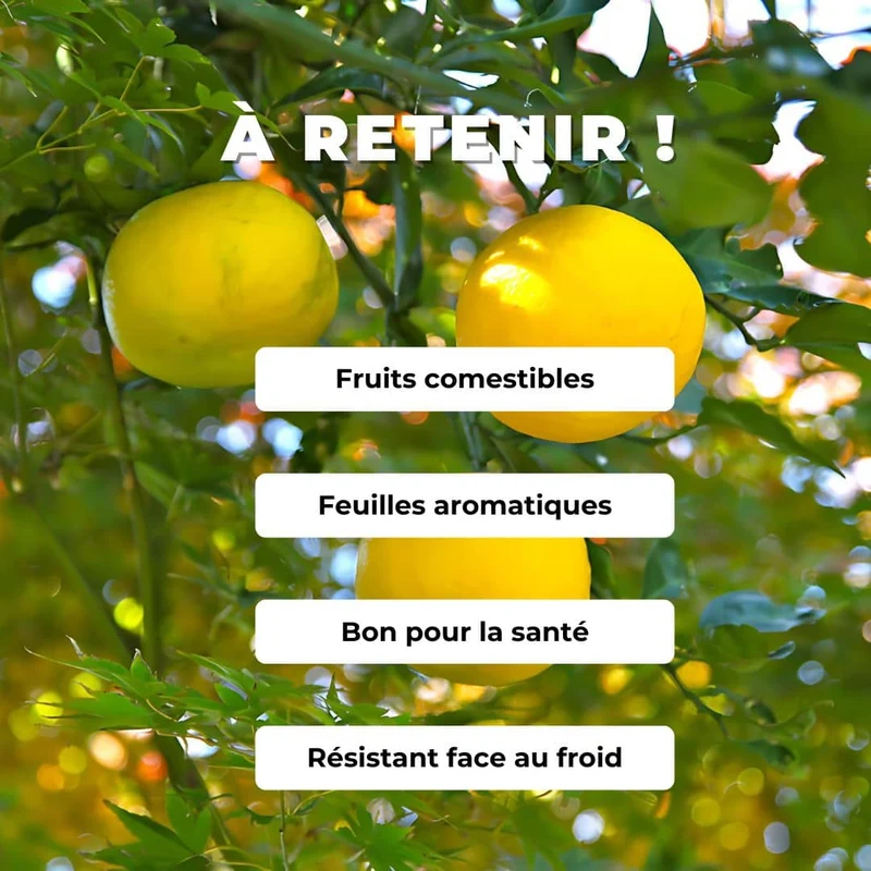Yuzu — Graines ou plant