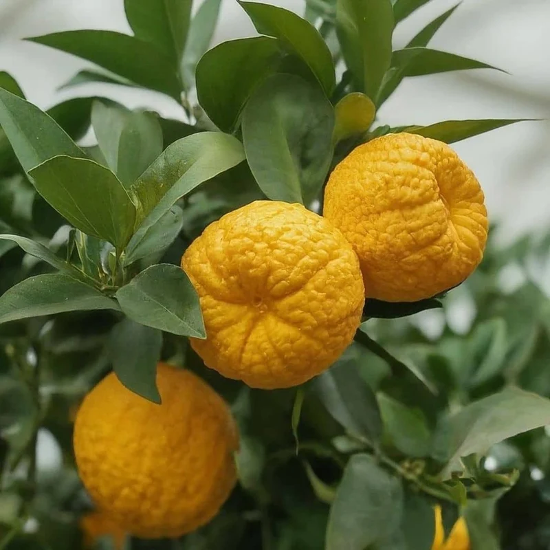 Yuzu — Graines ou plant