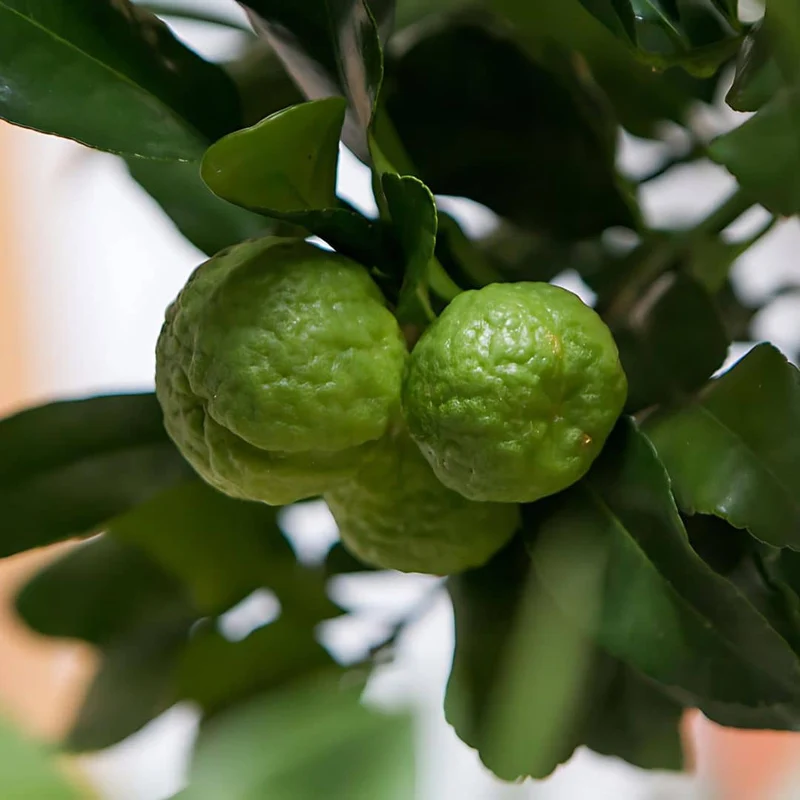 Combava — Graines ou plant